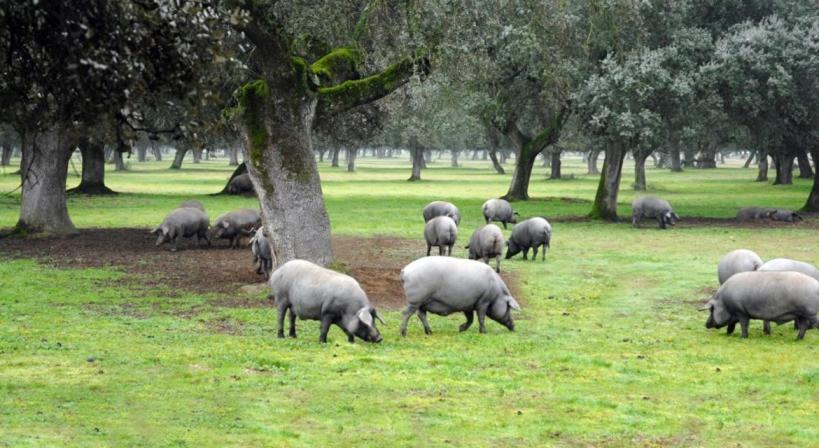 La Era De San Blas Fuentes de León Εξωτερικό φωτογραφία